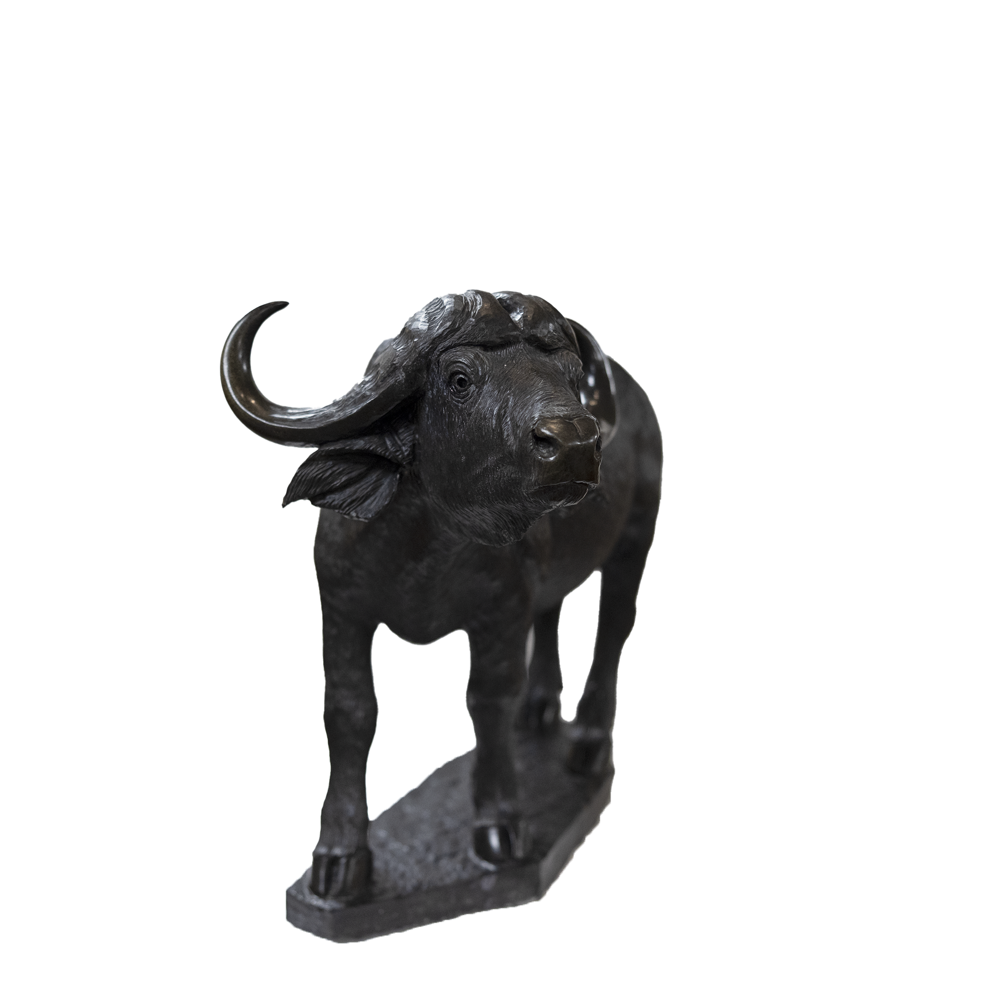 CAPE BUFFALO