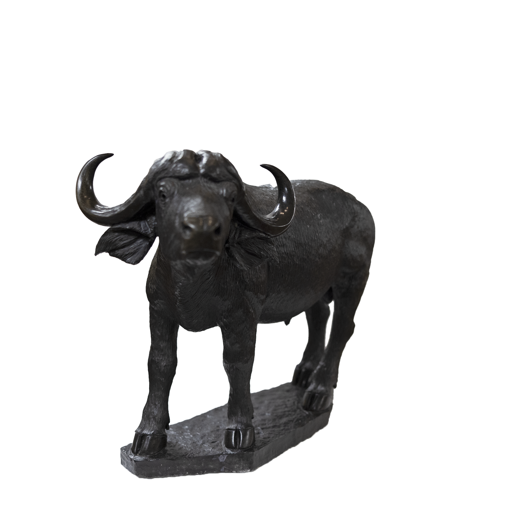 CAPE BUFFALO