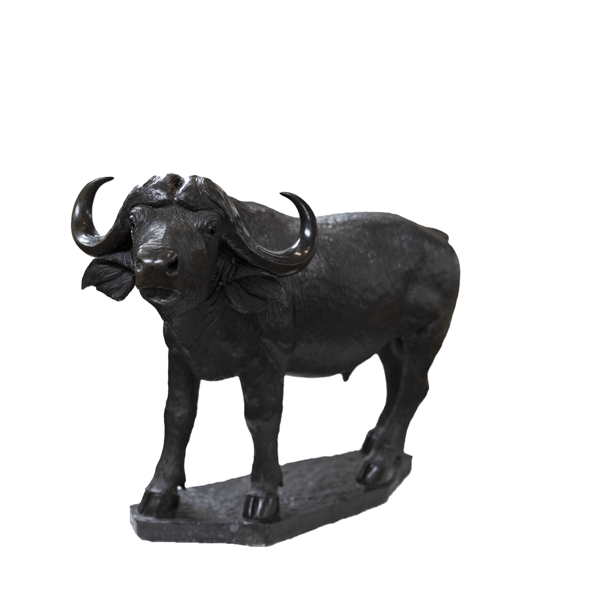 CAPE BUFFALO