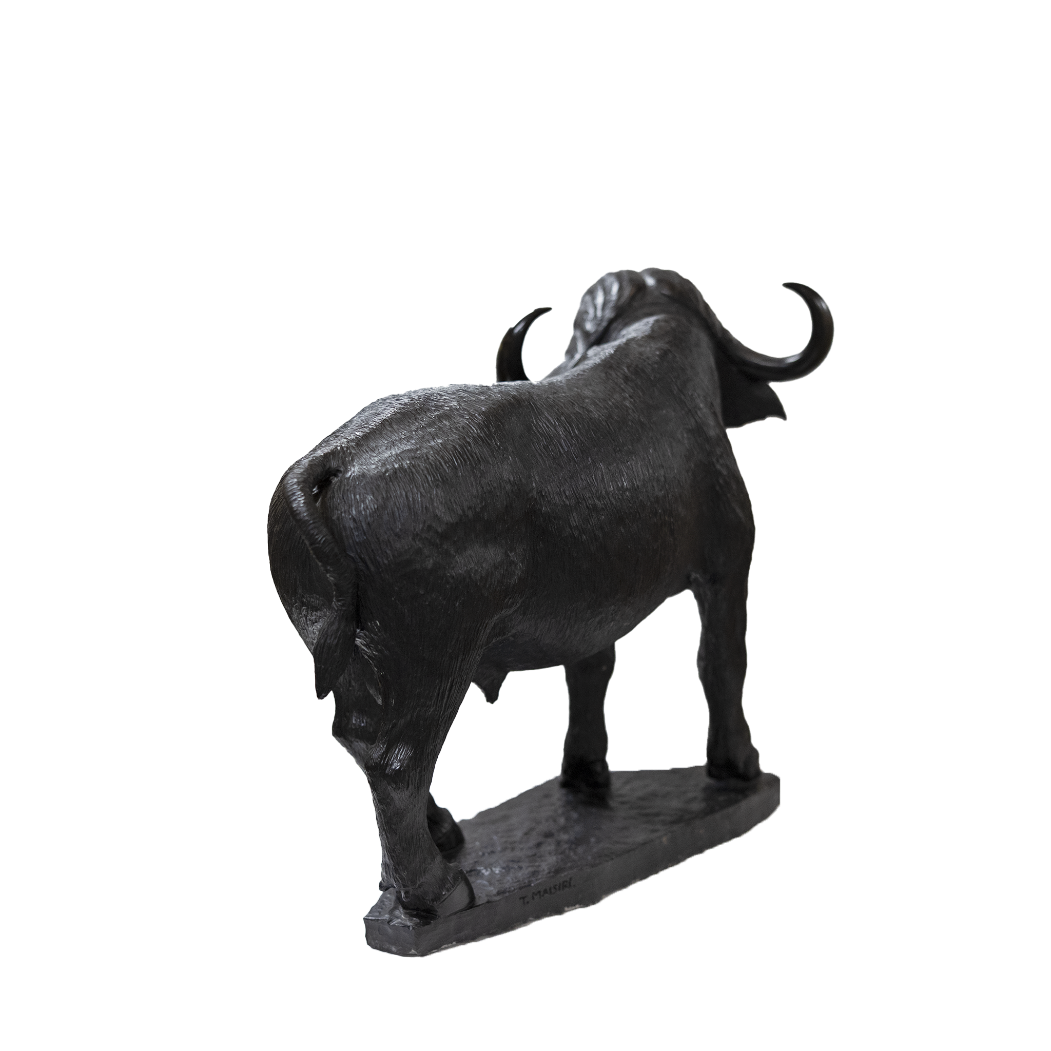 CAPE BUFFALO